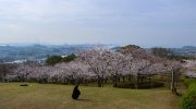 4月7日 円通寺公園の桜　見頃（2024年）