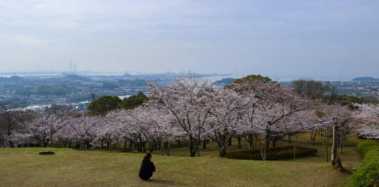4月7日 円通寺公園の桜　見頃（2024年） 1-1