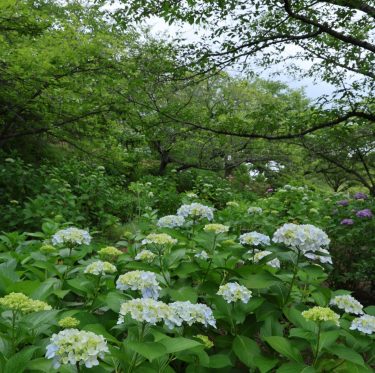 種松山西園地のあじさい（２０２４年６月８日） 2-1