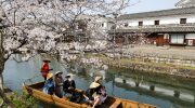 2025年4月5日 倉敷美観地区の桜 見ごろ