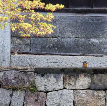 2025年4月5日 倉敷美観地区の桜 見ごろ 1-3
