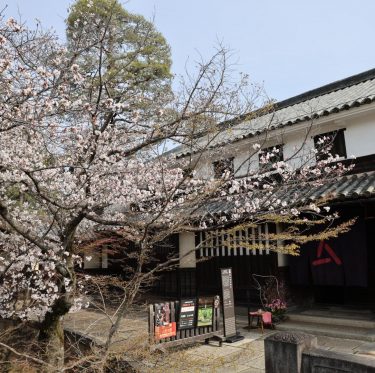 2025年4月5日 倉敷美観地区の桜 見ごろ 2-4