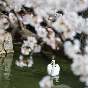 2025年4月5日 倉敷美観地区の桜 見ごろ 1-2