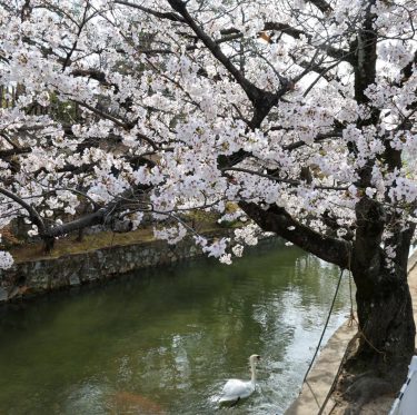 2025年4月5日 倉敷美観地区の桜 見ごろ 2-1
