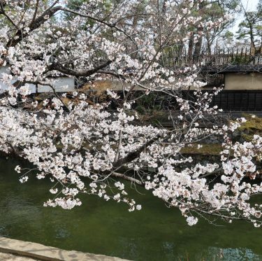 2025年4月5日 倉敷美観地区の桜 見ごろ 2-2