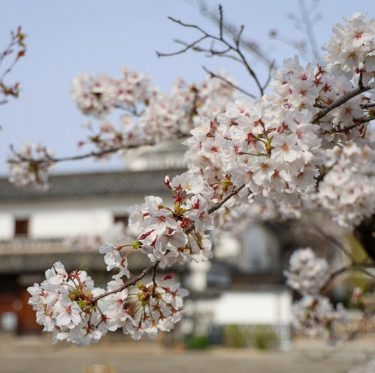 2025年4月5日 倉敷美観地区の桜 見ごろ 2-3