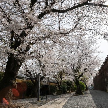 2025年4月5日 倉敷美観地区の桜 見ごろ 3-1