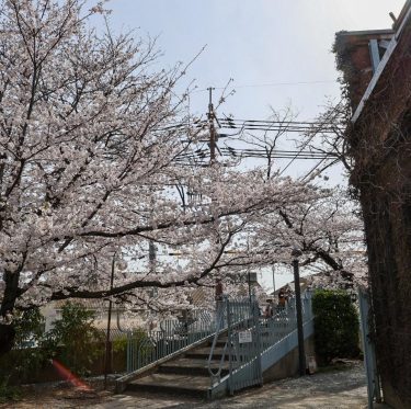 2025年4月5日 倉敷美観地区の桜 見ごろ 3-2