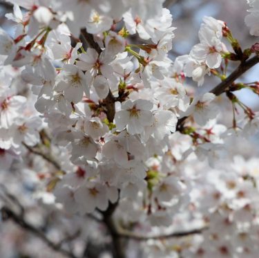 2025年4月5日 倉敷美観地区の桜 見ごろ 3-3