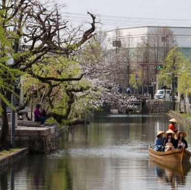 2025年4月5日 倉敷美観地区の桜 見ごろ 3-4