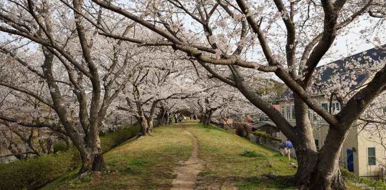 2025年4月5日酒津公園の桜　見ごろ