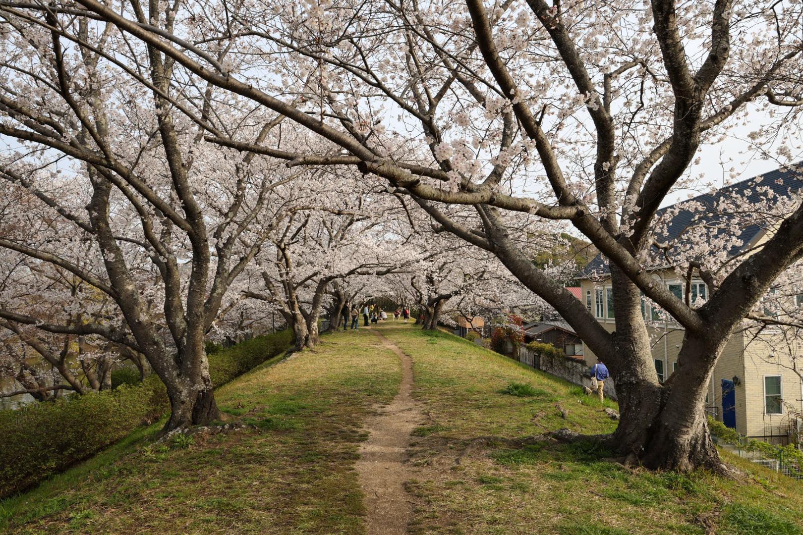 2025年4月5日酒津公園の桜 見ごろ – クラシキ文華