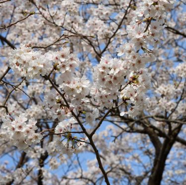 2025年4月5日酒津公園の桜　見ごろ 1-3