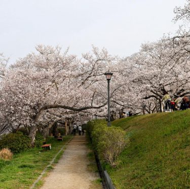 2025年4月5日酒津公園の桜　見ごろ 3-3