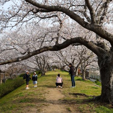 2025年4月5日酒津公園の桜　見ごろ 1-2