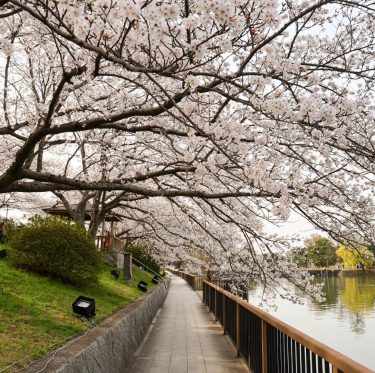 2025年4月5日酒津公園の桜　見ごろ 2-2