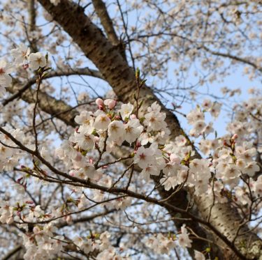 2025年4月5日酒津公園の桜　見ごろ 2-3