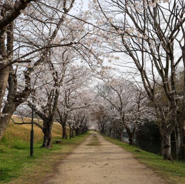 2025年4月5日酒津公園の桜　見ごろ 2-4