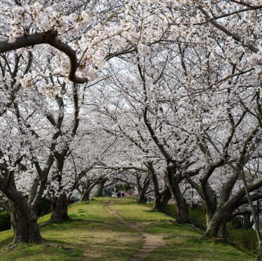 2025年4月5日酒津公園の桜　見ごろ 3-1