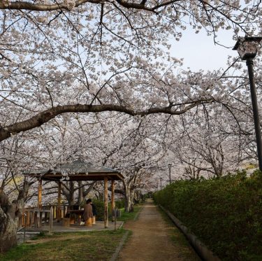 2025年4月5日酒津公園の桜　見ごろ 2-1
