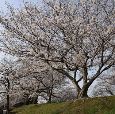 2025年4月5日酒津公園の桜　見ごろ 3-4