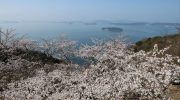 2025年4月6日 王子が岳レストハウス前の桜 見ごろ