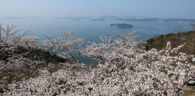2025年4月6日 王子が岳レストハウス前の桜 見ごろ