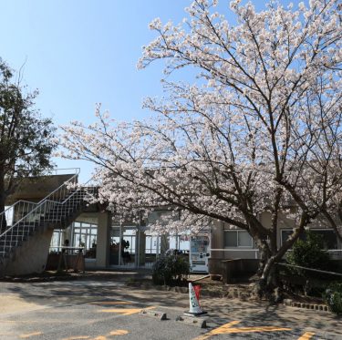 2025年4月6日 王子が岳レストハウス前の桜 見ごろ 1-2