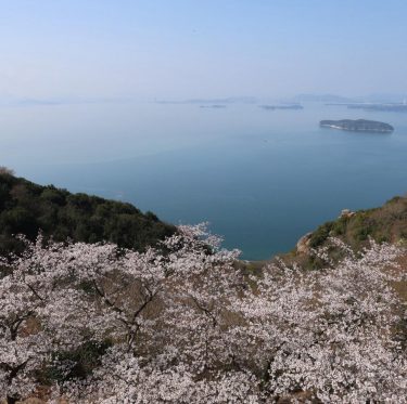 2025年4月6日 王子が岳レストハウス前の桜 見ごろ 1-3