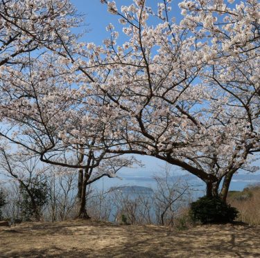 2025年4月6日 王子が岳レストハウス前の桜 見ごろ 2-1