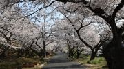 2025年4月6日 種松山公園西園地の桜 見ごろ