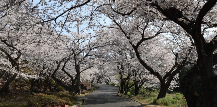 2025年4月6日 種松山公園西園地の桜 見ごろ 1-1