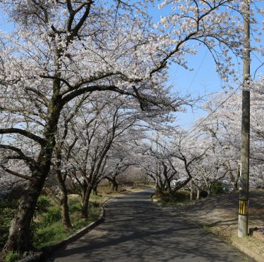 2025年4月6日 種松山公園西園地の桜 見ごろ 2-1