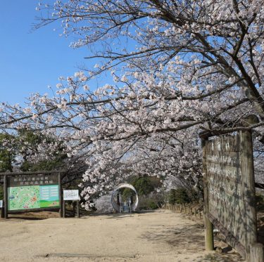 2025年4月6日 種松山公園西園地の桜 見ごろ 1-3
