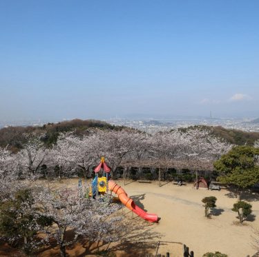2025年4月6日 種松山公園西園地の桜 見ごろ 2-2