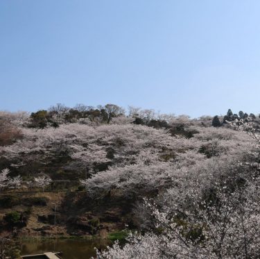 2025年4月6日 種松山公園西園地の桜 見ごろ 2-4