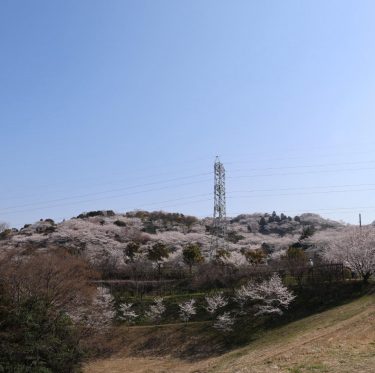 2025年4月6日 種松山公園西園地の桜 見ごろ 1-2