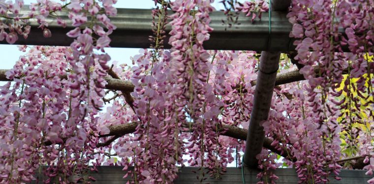 阿知の藤　2025年4月24日 1-1