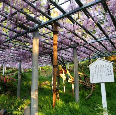 阿知の藤　2025年4月24日 1-3