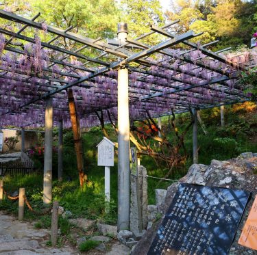 阿知の藤　2025年4月24日 2-1