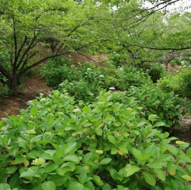 種松山西園地のあじさい咲き始め　2025年6月7日　 2-2