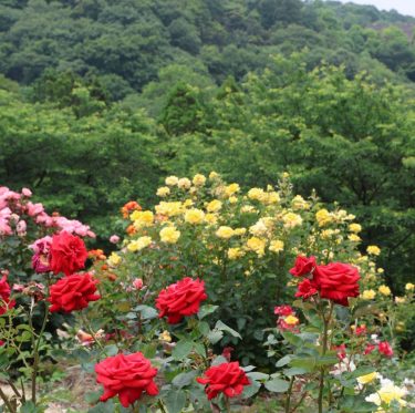 種松山西園地のあじさい咲き始め　2025年6月7日　 2-4