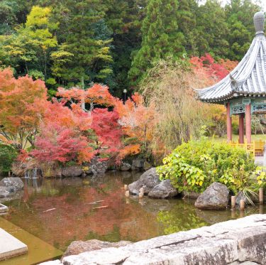 まきび公園の紅葉が見頃です 2-1