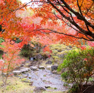 まきび公園の紅葉が見頃です 2-2