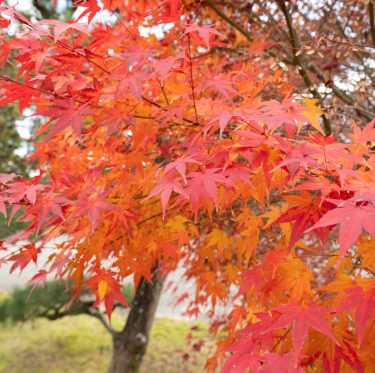 まきび公園の紅葉が見頃です 2-3