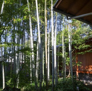 倉敷美観地区　紅葉見ごろ 2025年11月15日 3-4