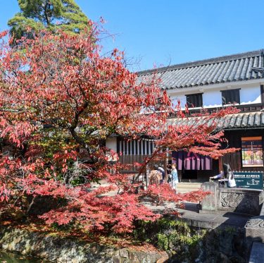 倉敷美観地区　紅葉見ごろ 2025年11月15日 1-2