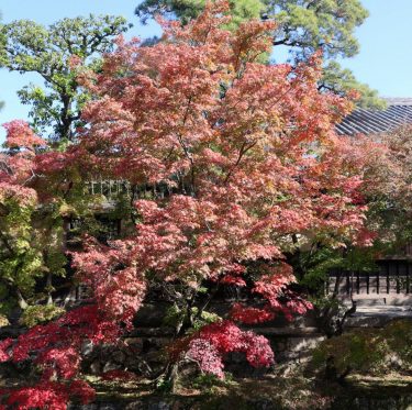 倉敷美観地区　紅葉見ごろ 2025年11月15日 2-1