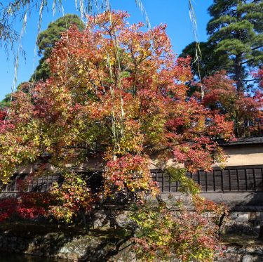 倉敷美観地区　紅葉見ごろ 2025年11月15日 2-2