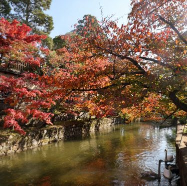 倉敷美観地区　紅葉見ごろ 2025年11月15日 2-3
